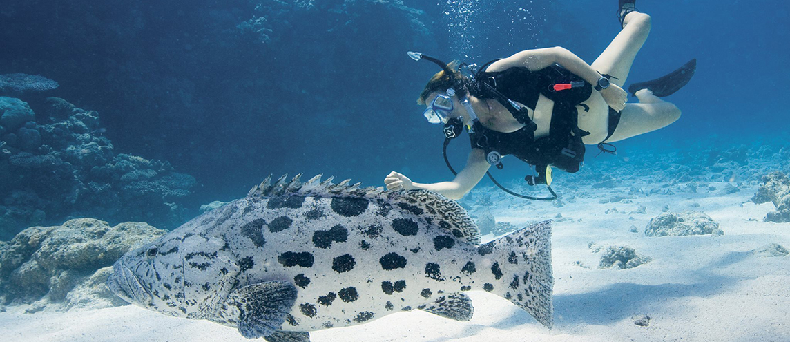 Lizard Island Resort蜥蜴岛度假村